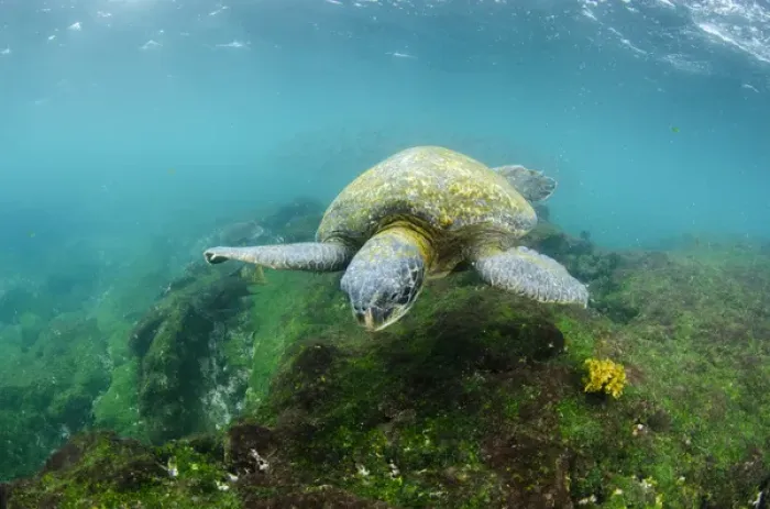 Framed Print : Galapagos Green Sea Turtle (Chelonia mydas agassizi) underwater GALAPAGOS ISLANDS