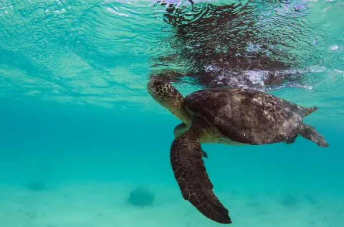Framed Print : Galapagos Green Sea Turtle (Chelonia mydas agassizi) underwater GALAPAGOS ISLANDS