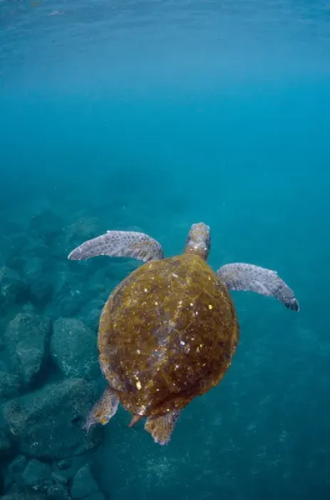 Framed Print : Galapagos Green Sea Turtle (Chelonia mydas agassizi) underwater GALAPAGOS ISLANDS Framed Print : Galapagos Green Sea Turtle (Chelonia mydas agassizi) underwater GALAPAGOS ISLANDS
