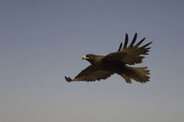 Galapagos Hawk (Buteo galapagoensis) Punta Cevallos, Espanola Island, Galapagos Islands, Ecuador