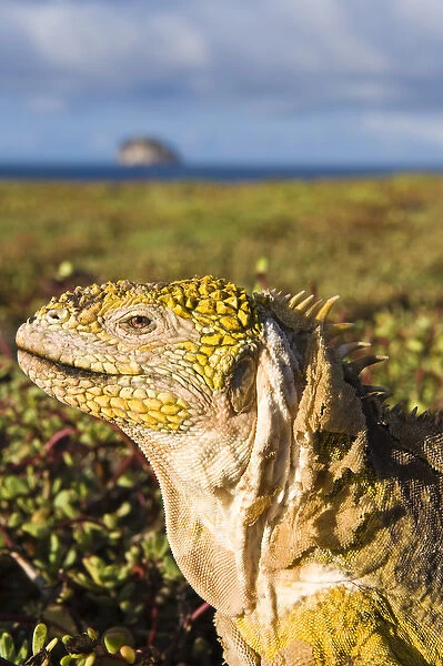 Galapagos Islands, Ecuador. Galapagos Land Iguana (Conolophus subcristatus), Isla Plaza
