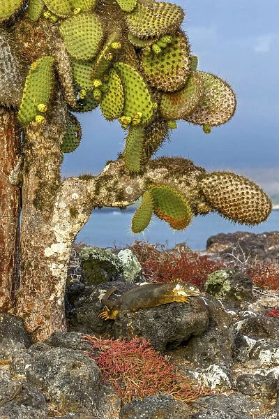Galapagos Islands, Ecuador, Galapagos land iguana (Conolophus subcristatus)