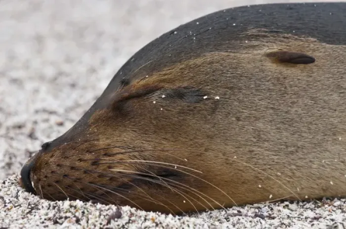 Framed Print : Galapagos Islands, Ecuador. Galapagos sea lion (Zalophus wollebaeki), Espinosa Point