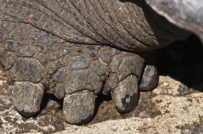 Framed Print : Galapagos Islands, Ecuador. Giant tortoise foot, at the Charles Darwin Research Station