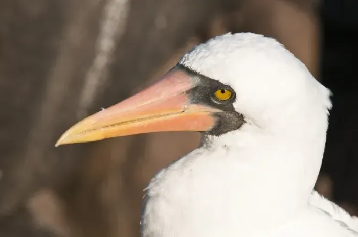 Framed Print : Galapagos Islands, Ecuador. Nazca Booby (Sula granti), Suarez Point, Isla Espanola