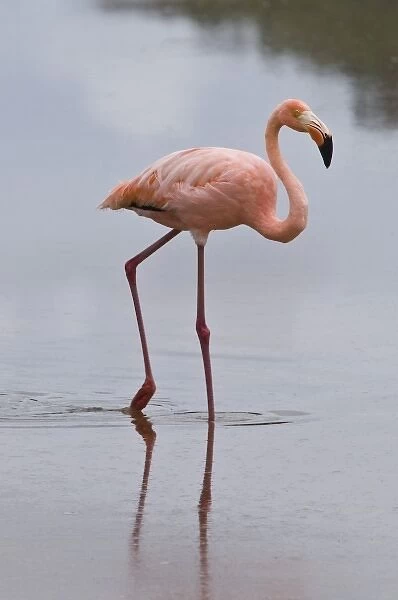 Galapagos Islands, Ecuador. Pink American Flamingo (Phoenicopterus ruber), Cormorant Point