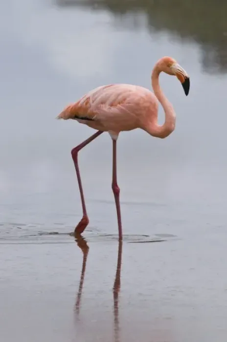 Framed Print : Galapagos Islands, Ecuador. Pink American Flamingo (Phoenicopterus ruber), Cormorant Point