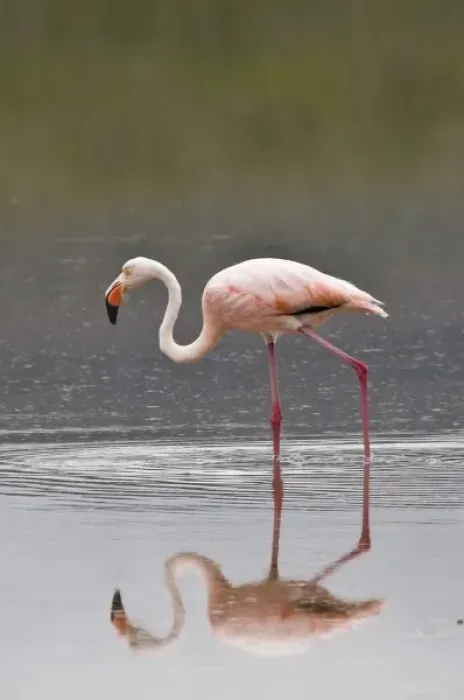 Framed Print : Galapagos Islands, Ecuador. Pink American Flamingo (Phoenicopterus ruber), Cormorant Point Framed Print : Galapagos Islands, Ecuador. Pink American Flamingo (Phoenicopterus ruber), Cormorant Point