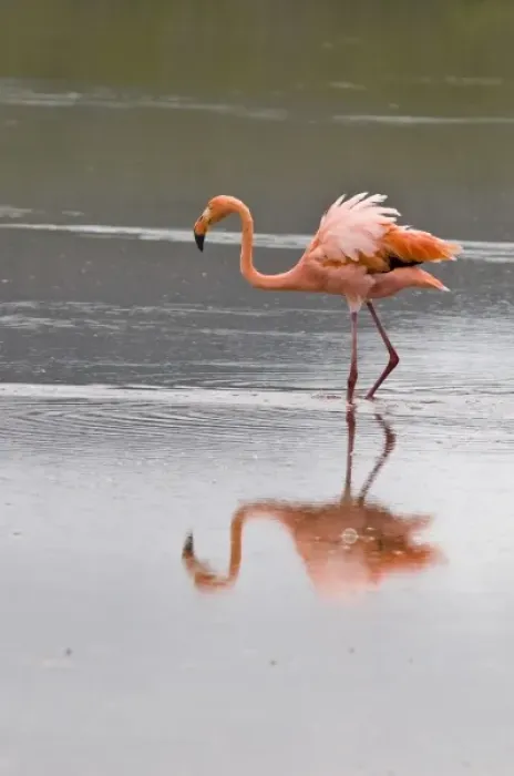 Framed Print : Galapagos Islands, Ecuador. Pink American Flamingo (Phoenicopterus ruber), Cormorant Point Framed Print : Galapagos Islands, Ecuador. Pink American Flamingo (Phoenicopterus ruber), Cormorant Point