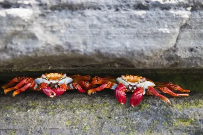Framed Print : Galapagos Islands, Ecuador. Sally lightfoot crab (Grapsus grapsus), Port Egas (James