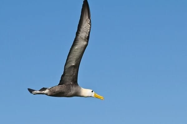 Galapagos Islands, Ecuador. Waved albatross (Phoebastria irrorata), Suarez Point