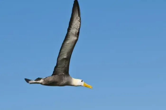 Framed Print : Galapagos Islands, Ecuador. Waved albatross (Phoebastria irrorata), Suarez Point Framed Print : Galapagos Islands, Ecuador. Waved albatross (Phoebastria irrorata), Suarez Point