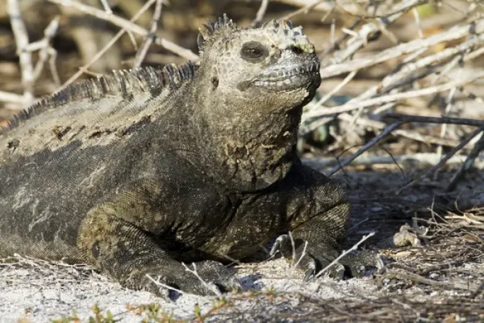 Framed Print : Galapagos Marine Iguana, La Loberia, San Cristobal Island, Galapagos Islands Framed Print : Galapagos Marine Iguana, La Loberia, San Cristobal Island, Galapagos Islands