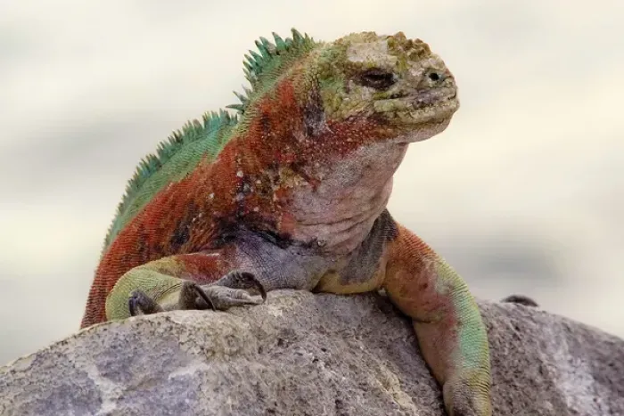 Framed Print : Galapagos. Marine iguana looks over a boulder Framed Print : Galapagos. Marine iguana looks over a boulder