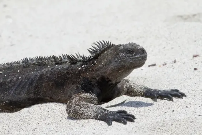 Framed Print : Galapagos Marine iguana, west side of San Cristobal Island, Galapagos Islands