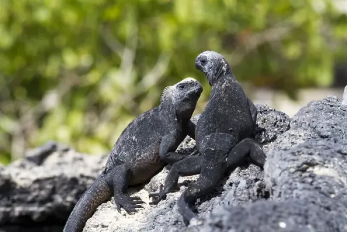 Framed Print : Galapagos marine iguanas on the beach, Isabela Island, Galapagos Islands Framed Print : Galapagos marine iguanas on the beach, Isabela Island, Galapagos Islands