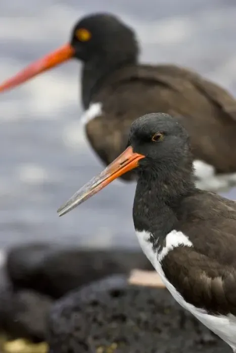 Framed Print : Galapagos Oystercatcher. Galapagos Islands. Ecuador Framed Print : Galapagos Oystercatcher. Galapagos Islands. Ecuador