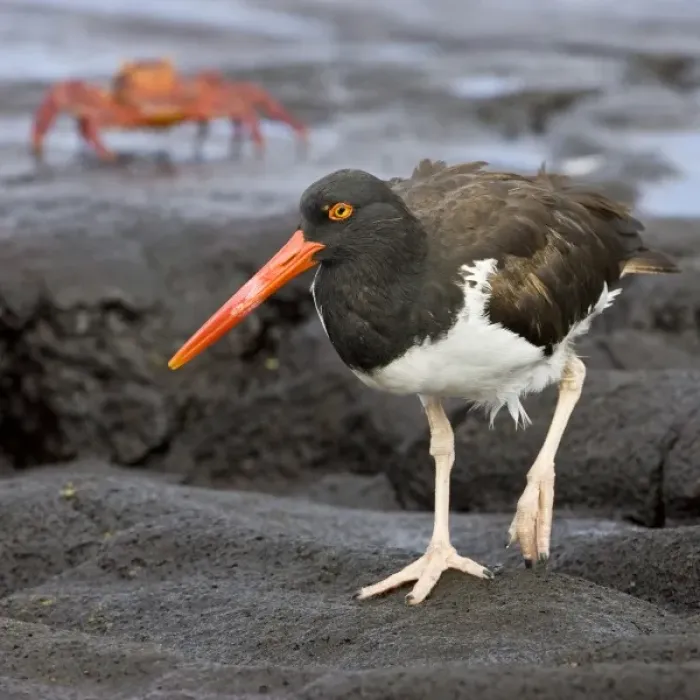 Framed Print : Galapagos Oystercatcher. Galapagos Islands. Ecuador Framed Print : Galapagos Oystercatcher. Galapagos Islands. Ecuador