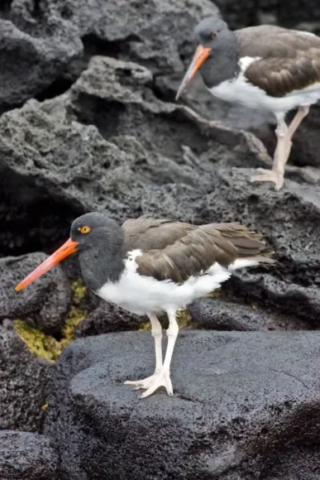 Framed Print : Galapagos Oystercatcher. Galapagos Islands. Ecuador Framed Print : Galapagos Oystercatcher. Galapagos Islands. Ecuador