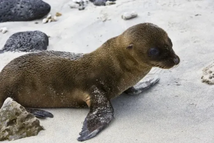 Framed Print : Galapagos Sea Lion pup Framed Print : Galapagos Sea Lion pup