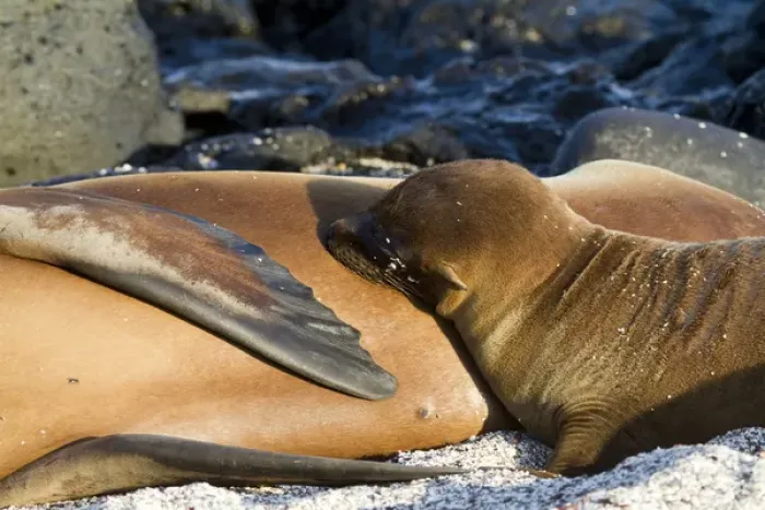 Framed Print : Galapagos Sea Lion pup, La Loberia, San Cristobal Island, Galapagos Islands Framed Print : Galapagos Sea Lion pup, La Loberia, San Cristobal Island, Galapagos Islands
