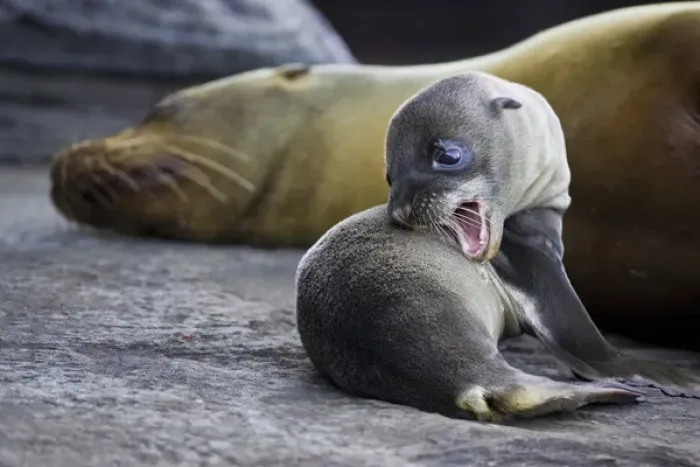 Framed Print : Galapagos Sea Lion pup and mother Framed Print : Galapagos Sea Lion pup and mother