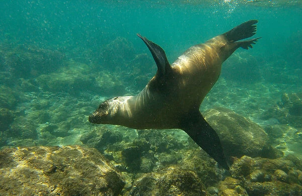 Galapagos sealion (Zalophus wollebaeki), Gardner Bay, Espanola (Hood) Island, Galapagos Islands