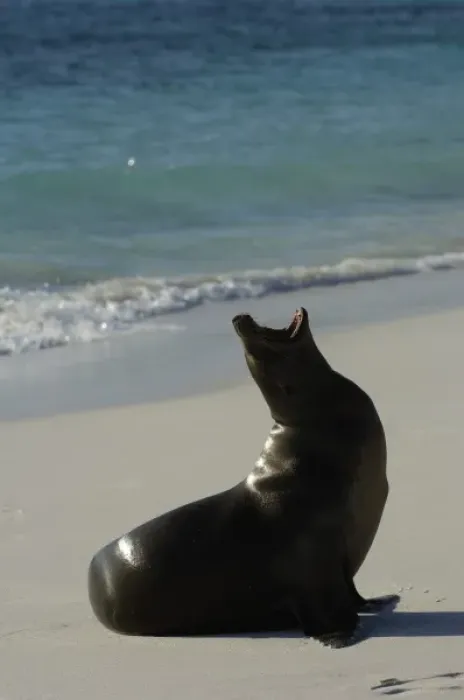 Framed Print : Galapagos sealion (Zalophus wollebaeki). Gardner Bay, Espanola (Hood) Island, Galapagos Islands