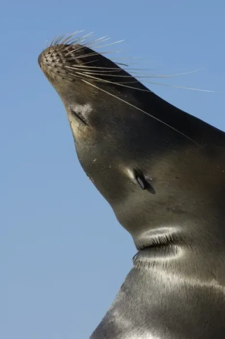 Framed Print : Galapagos sealion (Zalophus wollebaeki). Gardner Bay, Espanola (Hood) Island, Galapagos Islands
