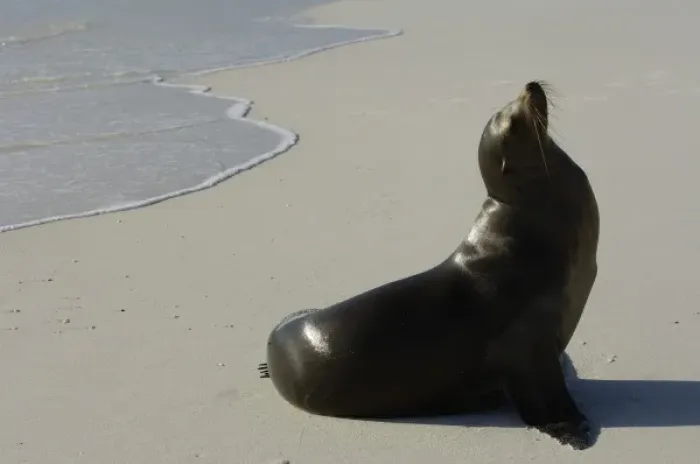 Framed Print : Galapagos sealion (Zalophus wollebaeki). Gardner Bay, Espanola (Hood) Island, Galapagos Islands