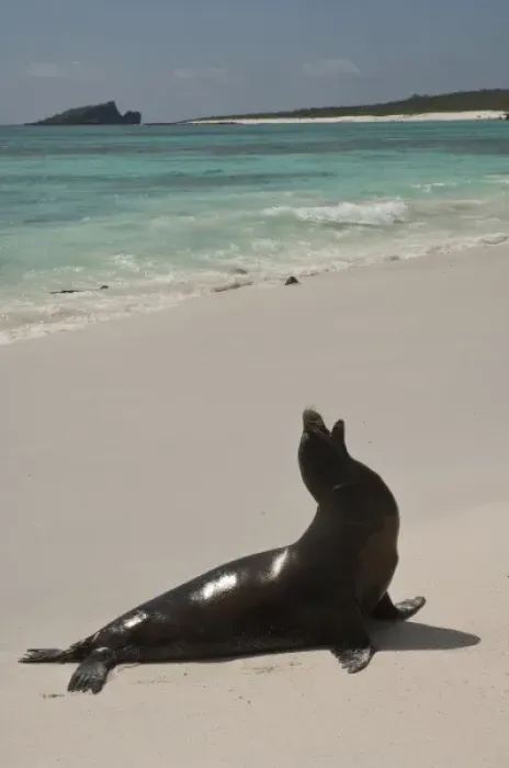 Framed Print : Galapagos Sealion (Zalophus wollebaeki)