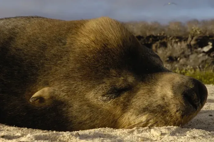 Framed Print : Galapagos sealion (Zalophus wollebaeki) bull Espanola or Hood Island, Galapagos Framed Print : Galapagos sealion (Zalophus wollebaeki) bull Espanola or Hood Island, Galapagos