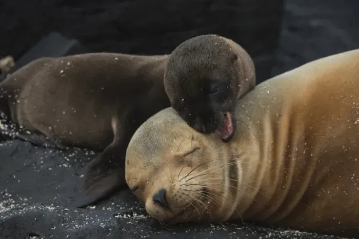 Framed Print : Galapagos Sealion (Zalophus wollebaeki) Mother & new pup GALAPAGOS, ECUADOR Framed Print : Galapagos Sealion (Zalophus wollebaeki) Mother & new pup GALAPAGOS, ECUADOR