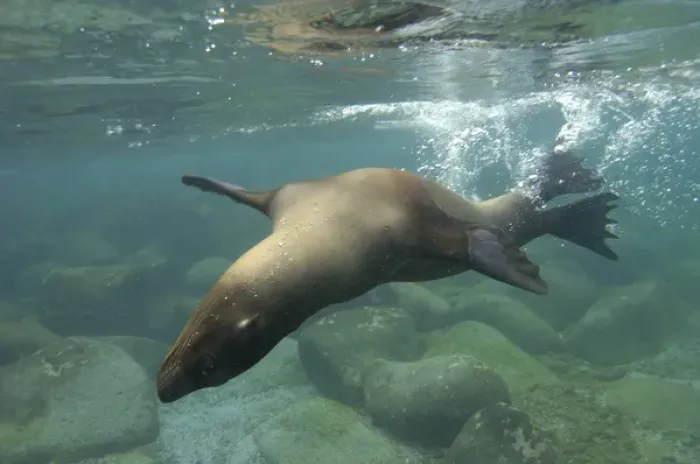 Framed Print : Galapagos sealion (Zalophus wollebaeki) underwater Espanola or Hood Island, Galapagos