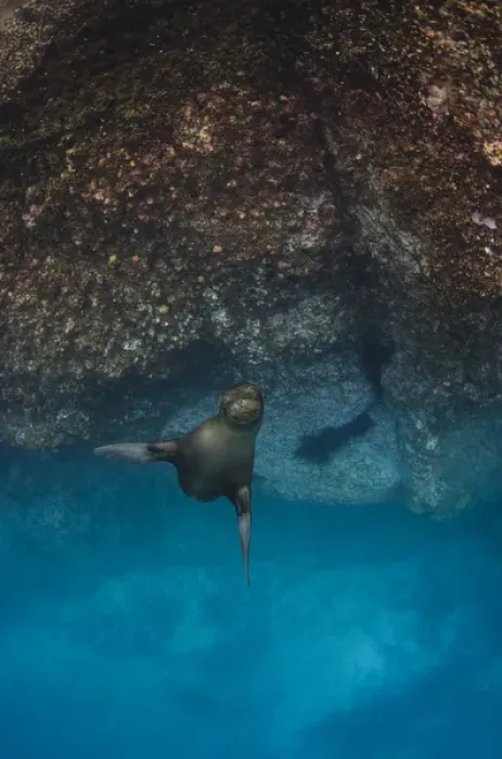 Framed Print : Galapagos Sealion (Zalophus wollebaeki) underwater GALAPAGOS, ECUADOR
