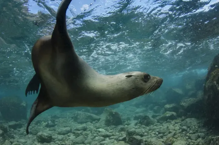 Framed Print : Galapagos Sealion (Zalophus wollebaeki) underwater GALAPAGOS, ECUADOR Framed Print : Galapagos Sealion (Zalophus wollebaeki) underwater GALAPAGOS, ECUADOR