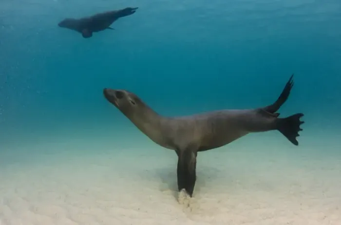 Framed Print : Galapagos Sealion (Zalophus wollebaeki) underwater GALAPAGOS, ECUADOR Framed Print : Galapagos Sealion (Zalophus wollebaeki) underwater GALAPAGOS, ECUADOR