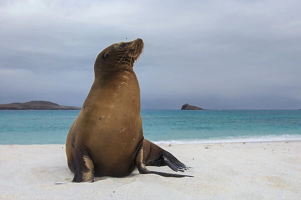 Galapagos Sealions (Zalophus wollebaeki) Gardner Bay, Espanola or Hood Island