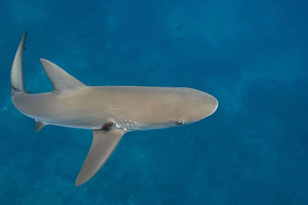 Galapagos Shark (Carcharhinus galapagensis) Off of Wolf Island GALAPAGOS ISLANDS
