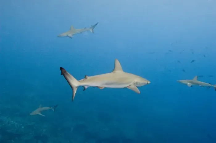 Framed Print : Galapagos Shark (Carcharhinus galapagensis) Off of Wolf Island GALAPAGOS ISLANDS Framed Print : Galapagos Shark (Carcharhinus galapagensis) Off of Wolf Island GALAPAGOS ISLANDS