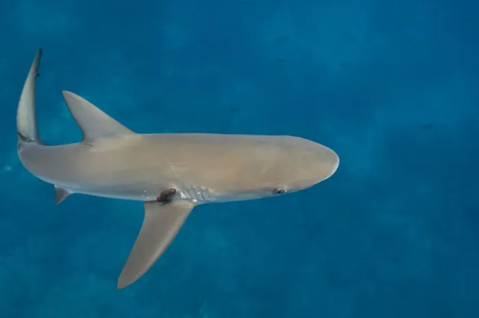 Framed Print : Galapagos Shark (Carcharhinus galapagensis) Off of Wolf Island GALAPAGOS ISLANDS Framed Print : Galapagos Shark (Carcharhinus galapagensis) Off of Wolf Island GALAPAGOS ISLANDS