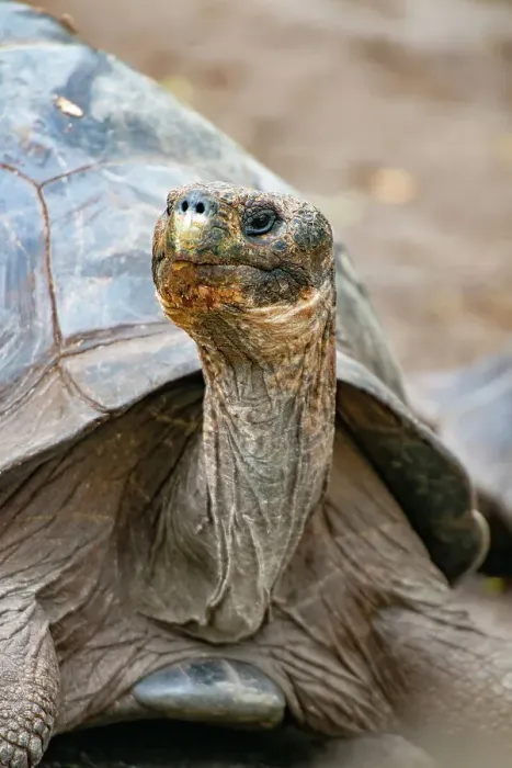 Framed Print : Galapagos tortoise peeks out from beneath its shell Framed Print : Galapagos tortoise peeks out from beneath its shell