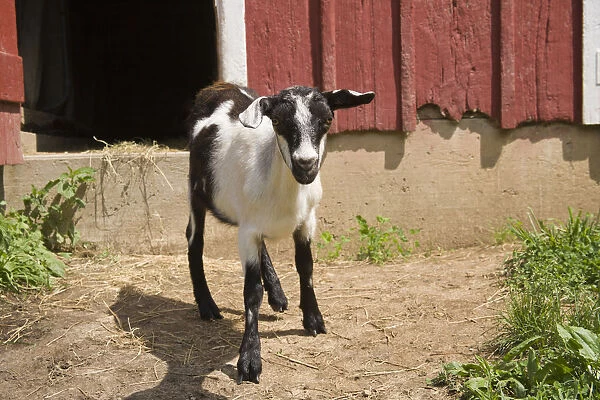 Galena, Illinois, USA. Alpine goat standing in front of a red barn. (PR)