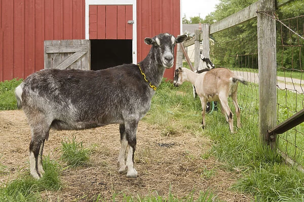 Galena, Illinois, USA. Three dairy goats in front of a red barn. (PR)