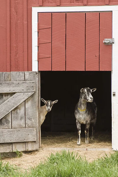 Galena, Illinois, USA. Two dairy goats standing in a barn entrance. (PR)