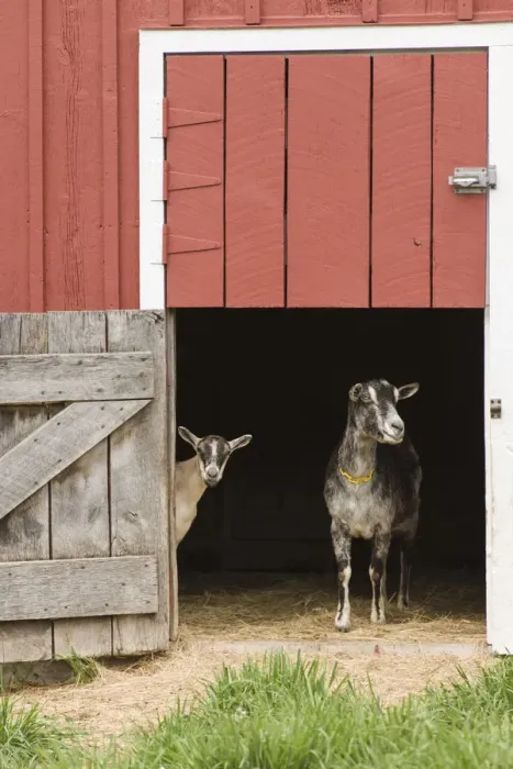 Framed Print : Galena, Illinois, USA. Two dairy goats standing in a barn entrance. (PR) Framed Print : Galena, Illinois, USA. Two dairy goats standing in a barn entrance. (PR)
