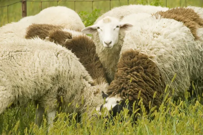 Framed Print : Galena, Illinois, USA. Dorset sheep flock in a pasture Framed Print : Galena, Illinois, USA. Dorset sheep flock in a pasture