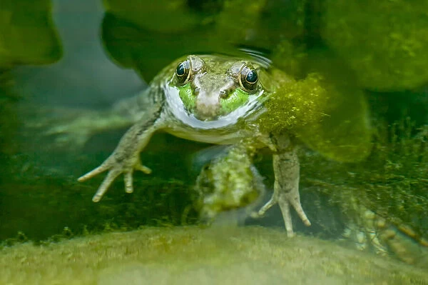 Galena, Illinois, USA. Green Frog in pond