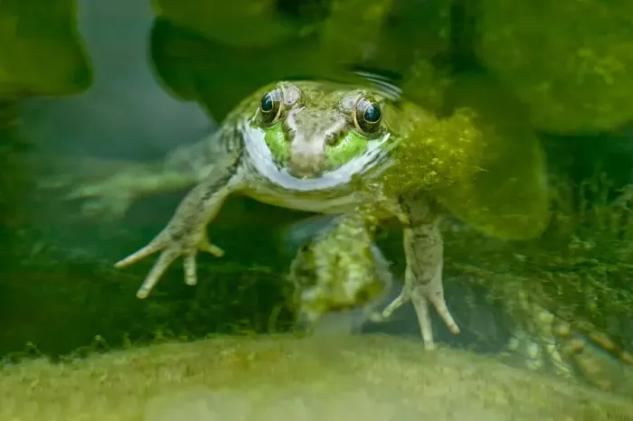 Framed Print : Galena, Illinois, USA. Green Frog in pond