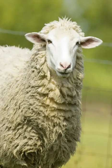 Framed Print : Galena, Illinois, USA. Head and shoulders view of a white Dorset sheep in a pasture Framed Print : Galena, Illinois, USA. Head and shoulders view of a white Dorset sheep in a pasture